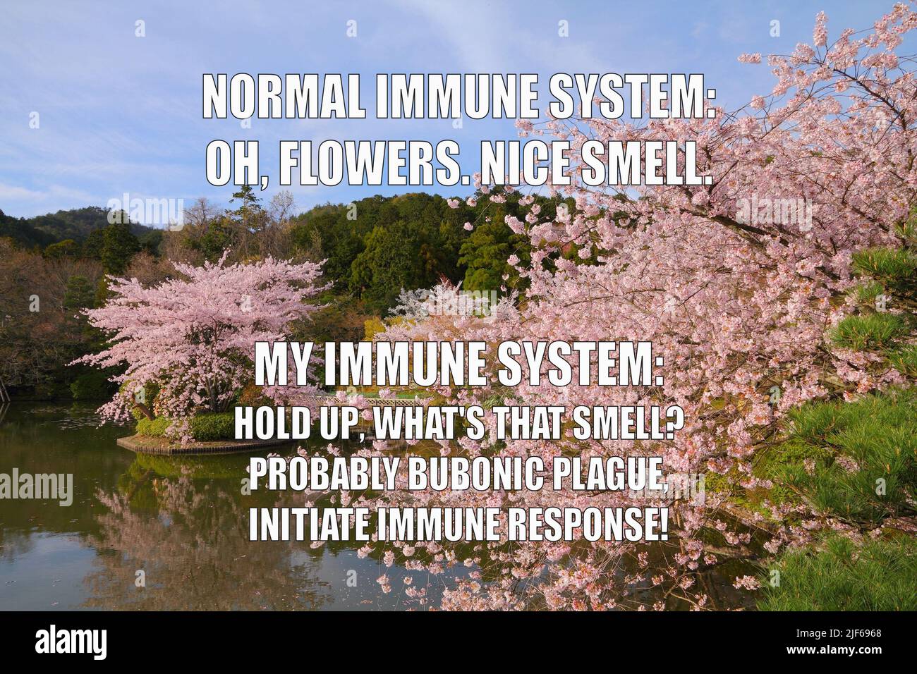 Allergie stagione divertente meme per la condivisione dei social media. Primavera tempo polline allergia febbre da fieno problemi. Foto Stock