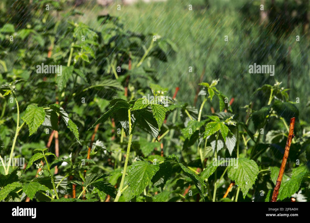 Annaffiatura, irrigazione in grande giardino verde di arbusti di lamponi e alberi, in estate caldo, clima secco alla luce del sole Foto Stock