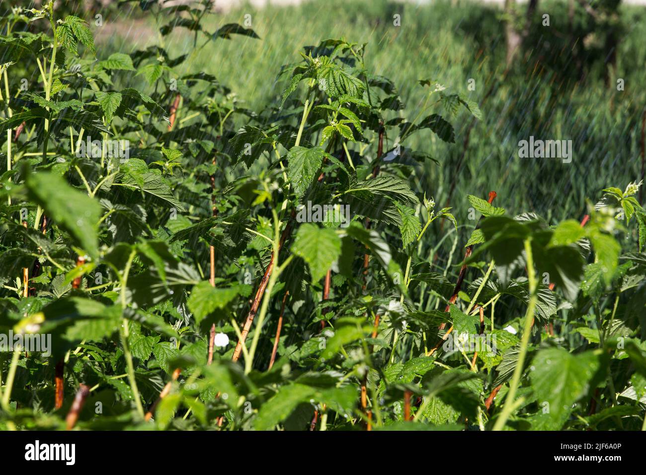 Annaffiatura, irrigazione in grande giardino di verdi cespugli di lamponi, in estate caldo, tempo secco Foto Stock