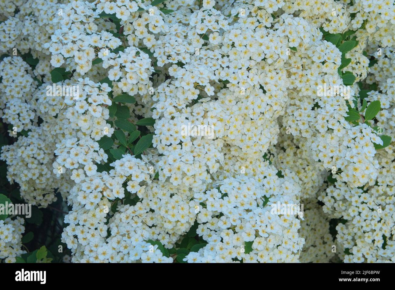 Fiori di ciliegia dell'uccello. Giardino fiorito di arbusti. Cespuglio bianco in fiore. Paesaggio e romanticismo cespuglio decorativo. Foto Stock