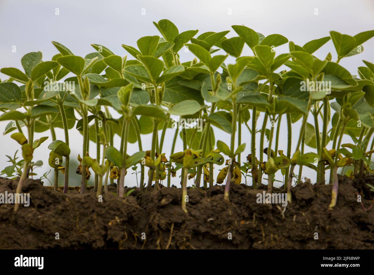 Germogli giovani di soia con radici. Sfondo sfocato. Foto Stock
