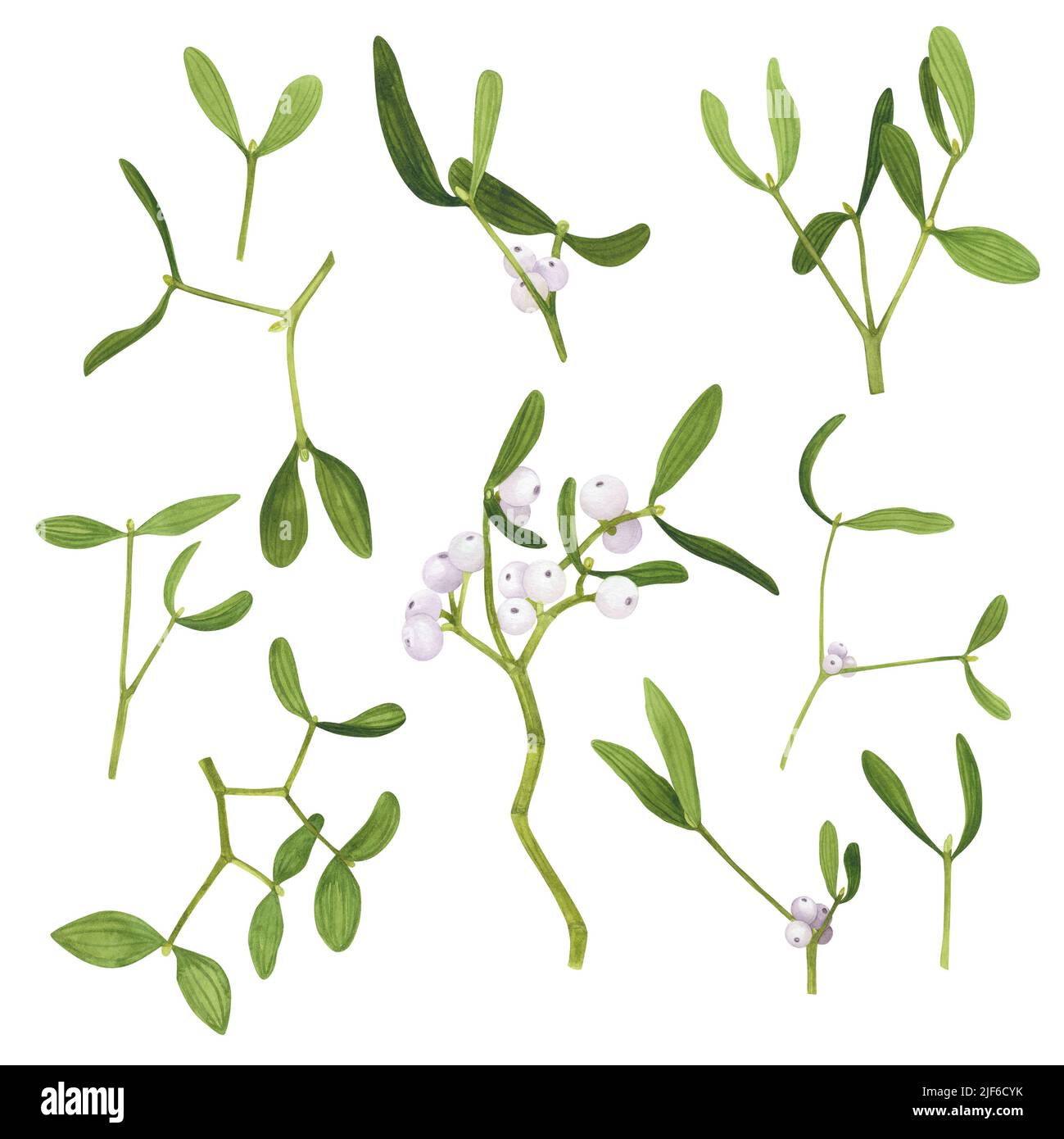 Christmas Mistletoe ramo e bacche isolate su sfondo bianco. Acquerello illustrazione di Natale botanica disegnata a mano. Art per decorazione di design, gre Foto Stock