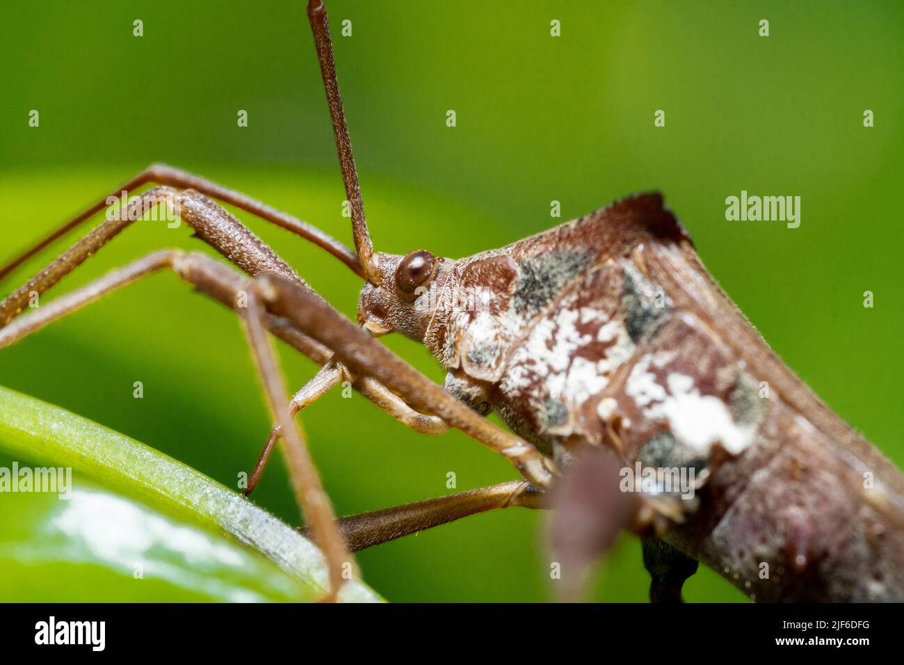 Foglia footed Bugs animale macro foto in natura Foto Stock