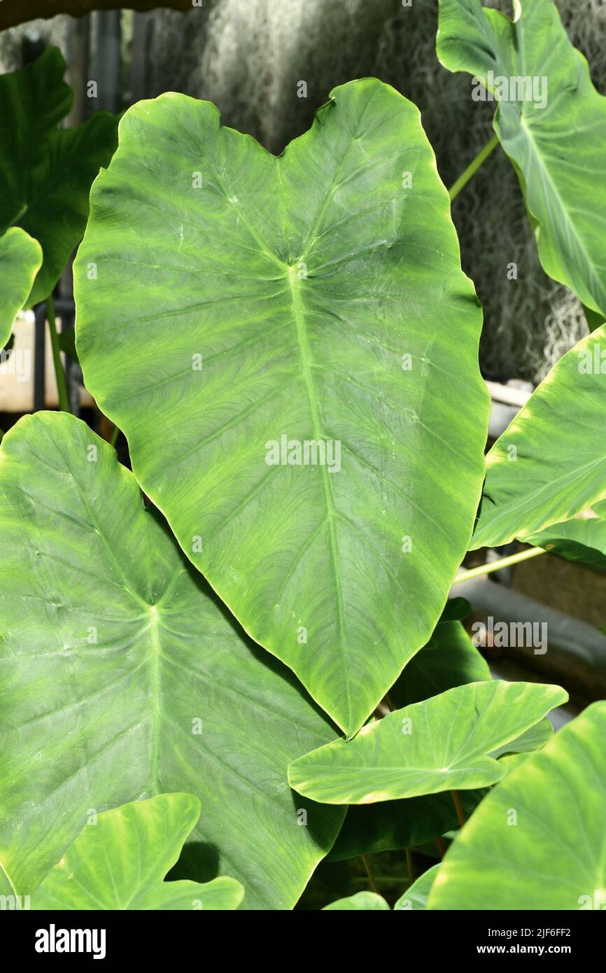 Foglia di pianta tropicale 'Colocasia Esculenta' Taro Foto stock - Alamy