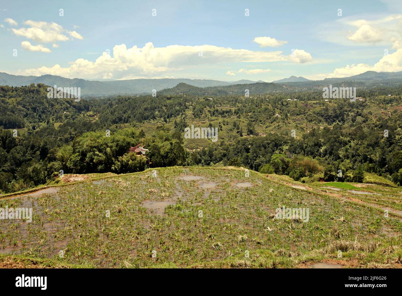 Risaie in una giornata asciutta nel mese di ottobre vicino Bambalu, Tana Toraja, Sulawesi Sud, Indonesia. Si prevede che temperature più elevate causate dal riscaldamento globale ridurranno le rese delle colture di riso in Indonesia. I cambiamenti nei modelli di El Nino, che hanno un impatto sull'inizio e sulla durata della stagione umida, stanno anche inviando la produzione agricola a uno stato vulnerabile. Sviluppare nuove varietà di riso locali o migliorarne la resilienza – facendo eco agli studi recenti in altri paesi – potrebbe essere una delle chiavi per mitigare. Foto Stock