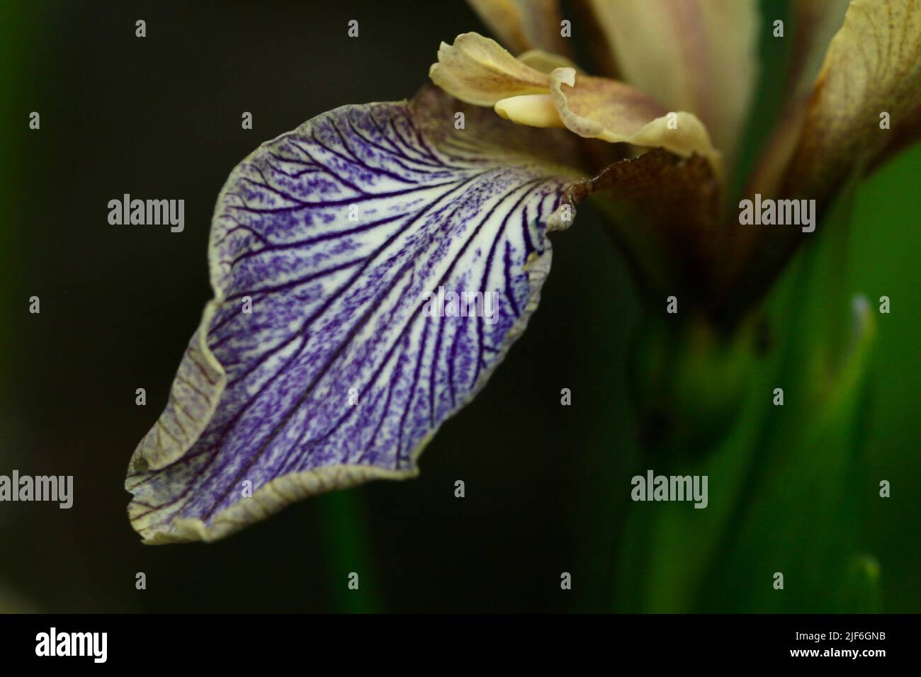 IRIS GIALLO PALLIDO, VENE BEIGE VIOLA Foto Stock