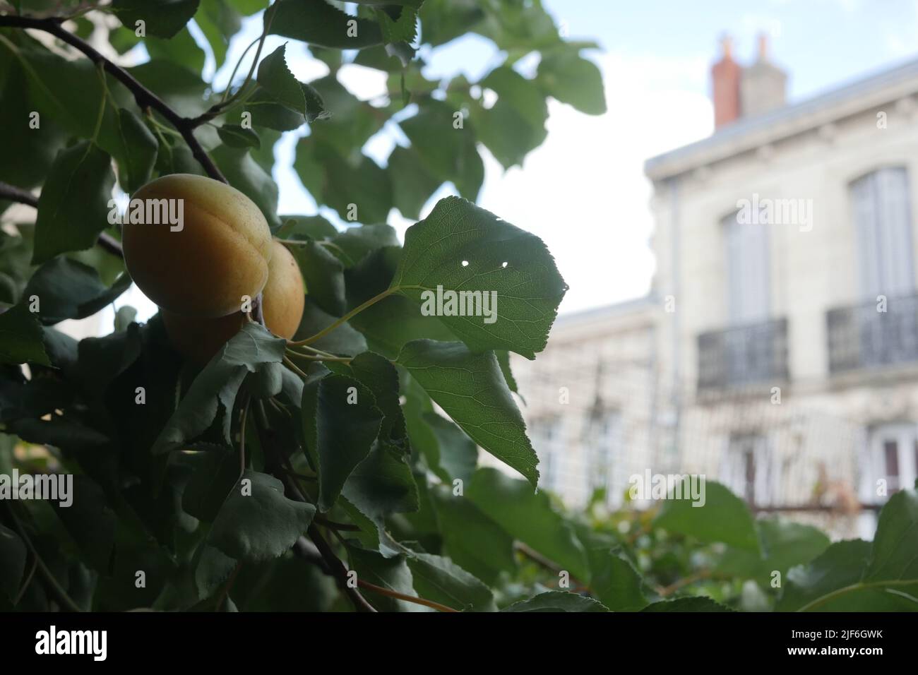 Un albero di albicocche e una casa di città in Francia. Foto Stock