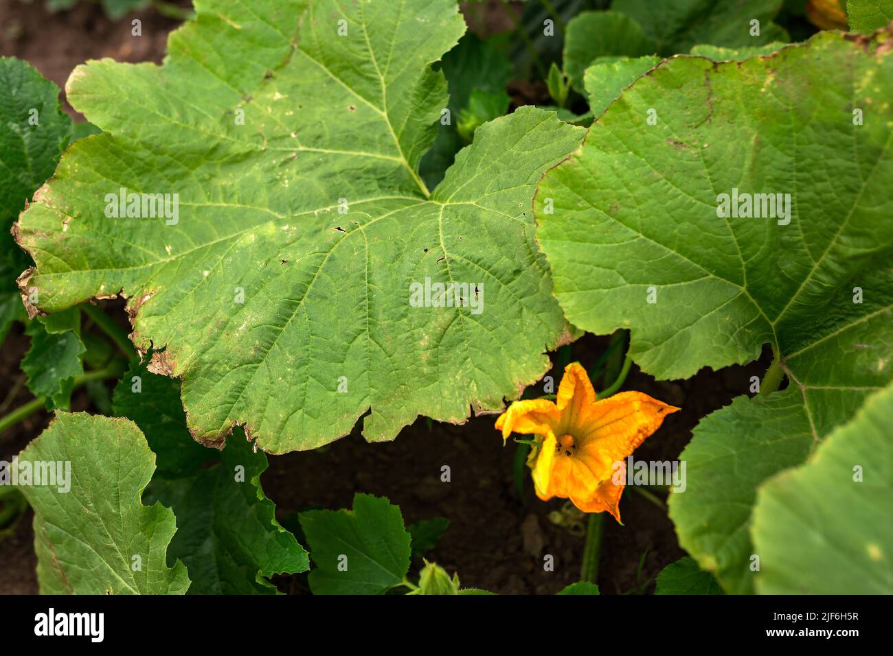 I fiori di zucchine sono arancioni. Giardinaggio, orto, agricoltura, rurale Foto Stock