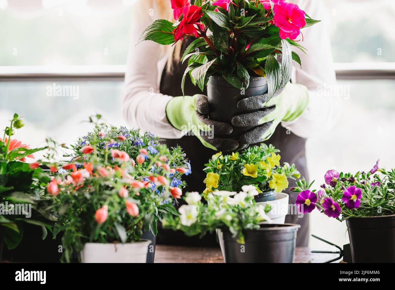 Raccolto irriconoscibile femmina giardiniere tenuta pentola con fiori rossi in luce stanza a casa Foto Stock