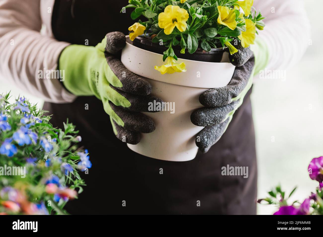 Raccolto irriconoscibile femmina giardiniere tenuta pentola con fiori gialli in luce stanza a casa Foto Stock