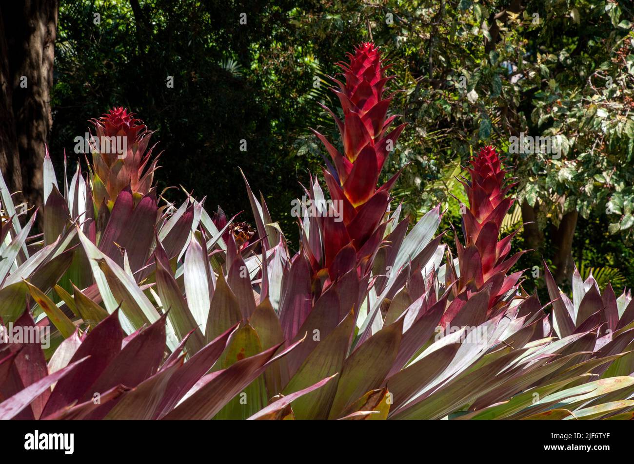 Sydney Australia, letto giardino di Alcantarea Imperiale - forma rossa con steli di fiori Foto Stock