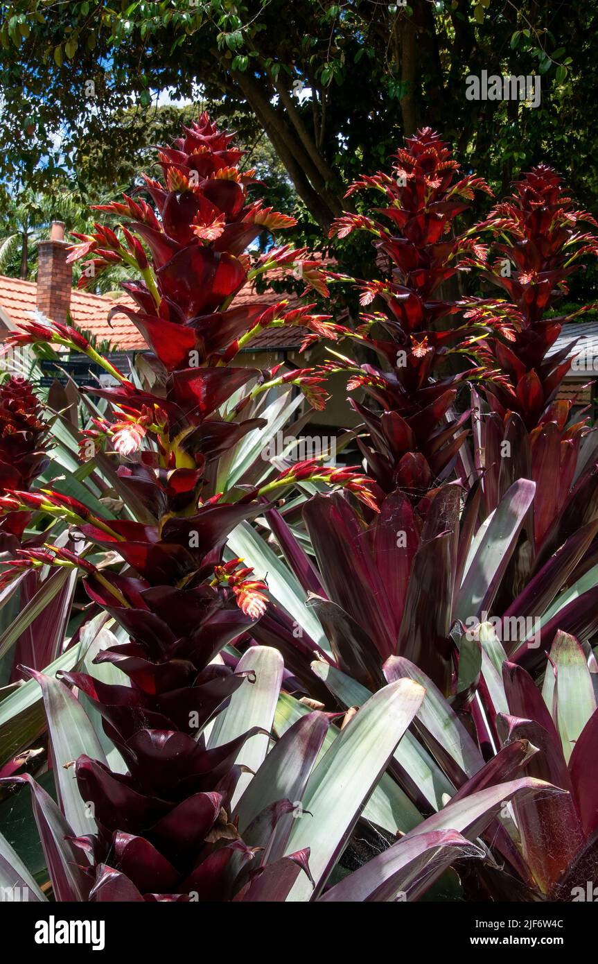 Sydney Australia, letto giardino di Alcantarea Imperiale - forma rossa con steli di fiori Foto Stock