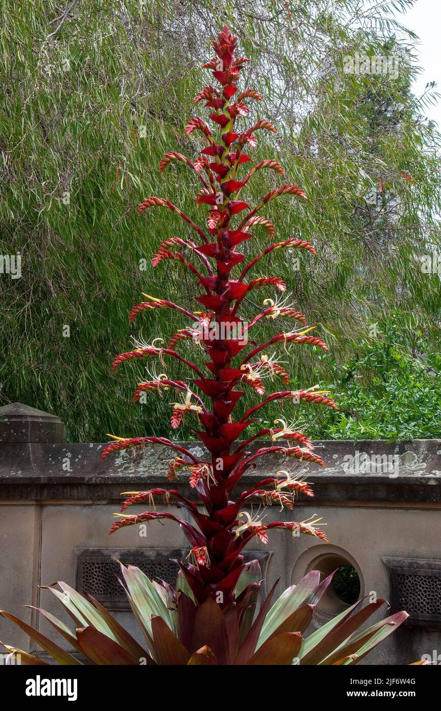 Sydney Australia, alcantarea imperialis 'Rubra' bromeliad in fiore Foto Stock