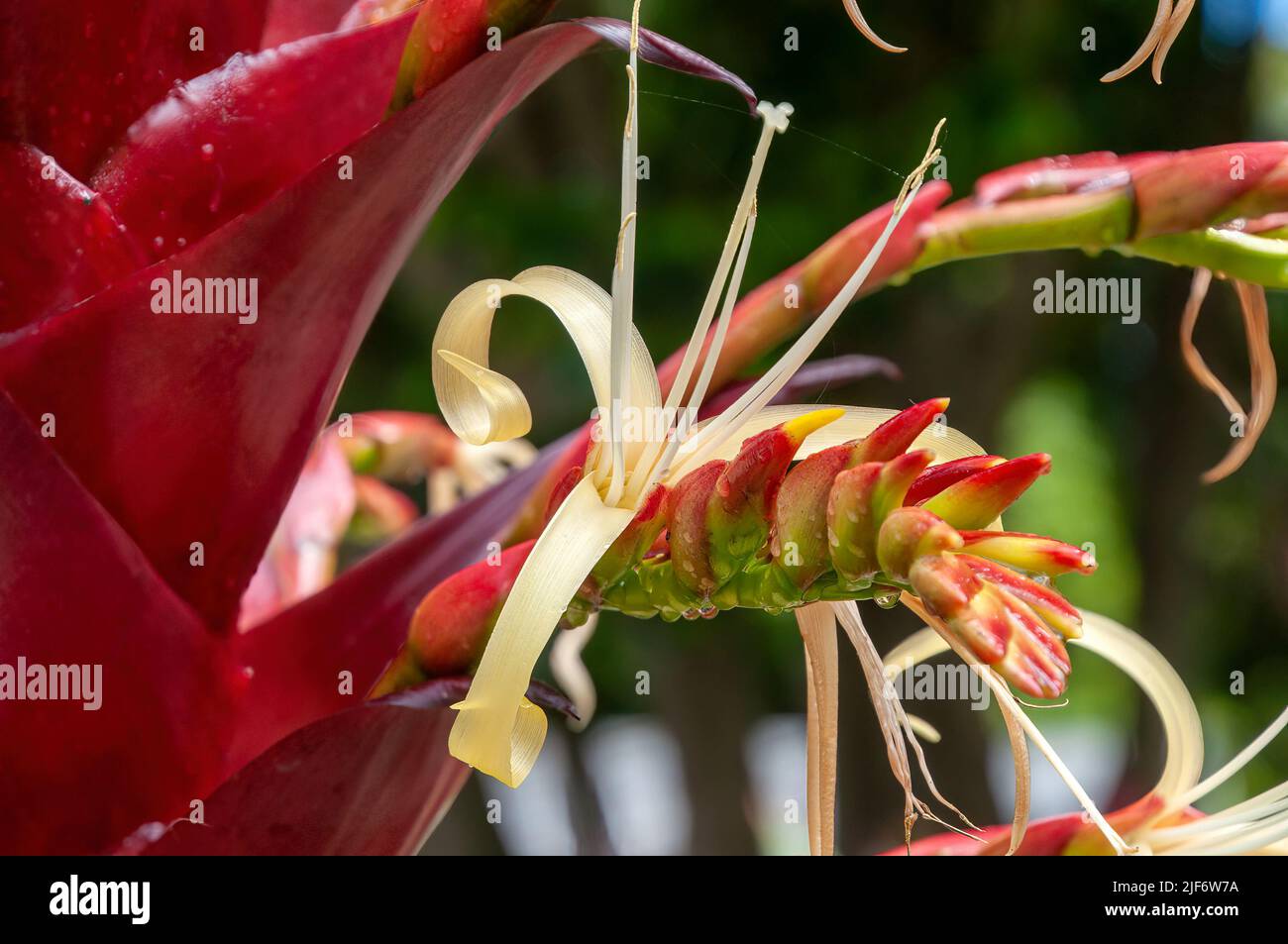 Sydney Australia, primo piano di un fiore giallo di un'alcantarea imperialis 'Rubra' bromeliad Foto Stock