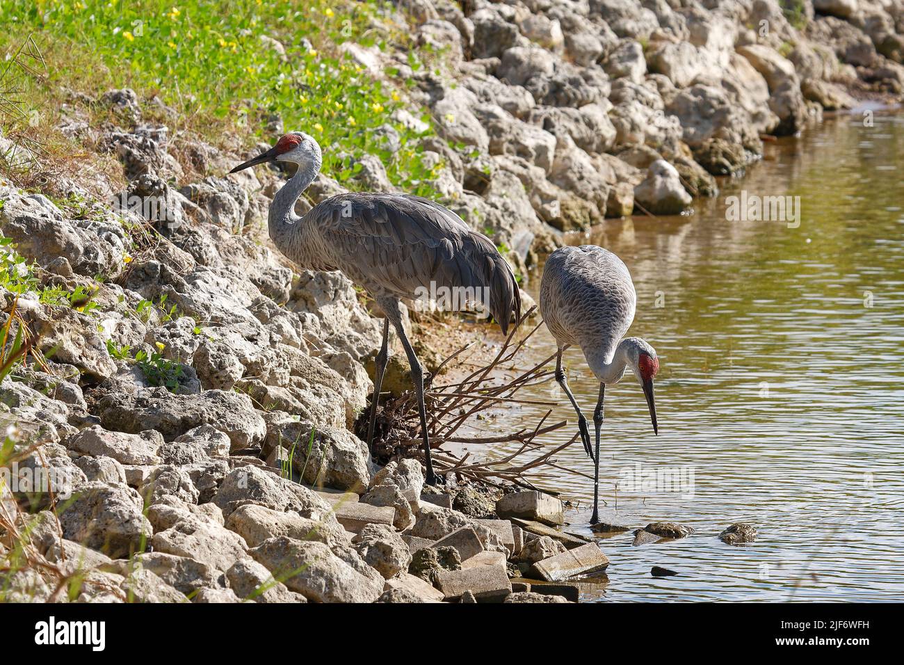 Coppia gru Sandhill, Grus canadensis, uccelli eleganti, in piedi, acqua, Rocce, fauna, animali, natura, Florida; Florida; Venezia; FL; autunno Foto Stock