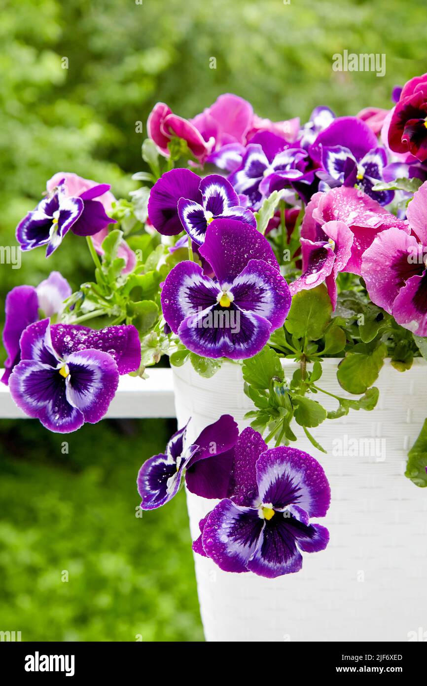 Pianta di viola in fiore in un vaso con gocce di rugiada in pioggia su uno sfondo di vegetazione verde. Foto Stock