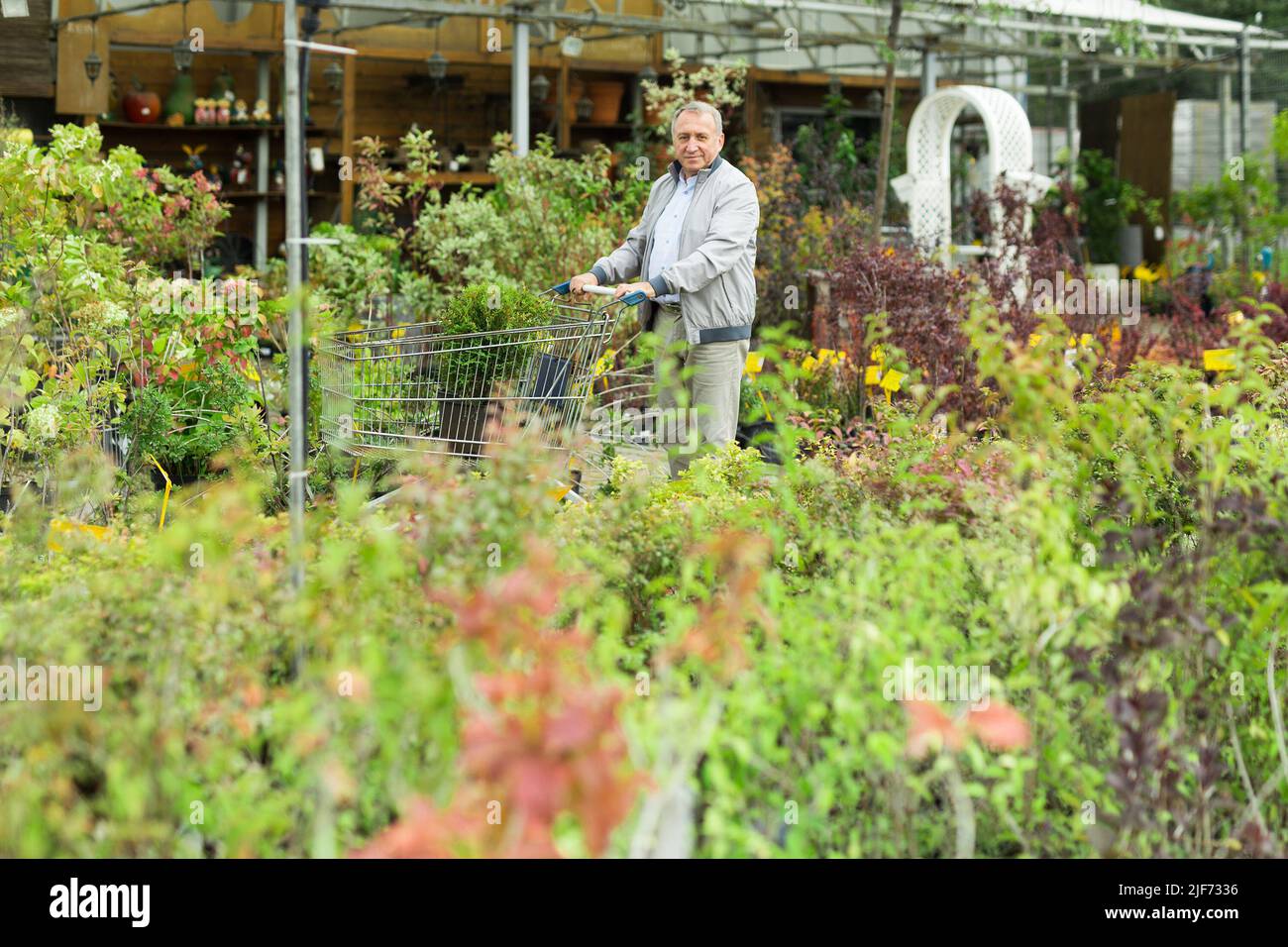 L'uomo caucasico sceglie germogli nel centro del giardino Foto Stock
