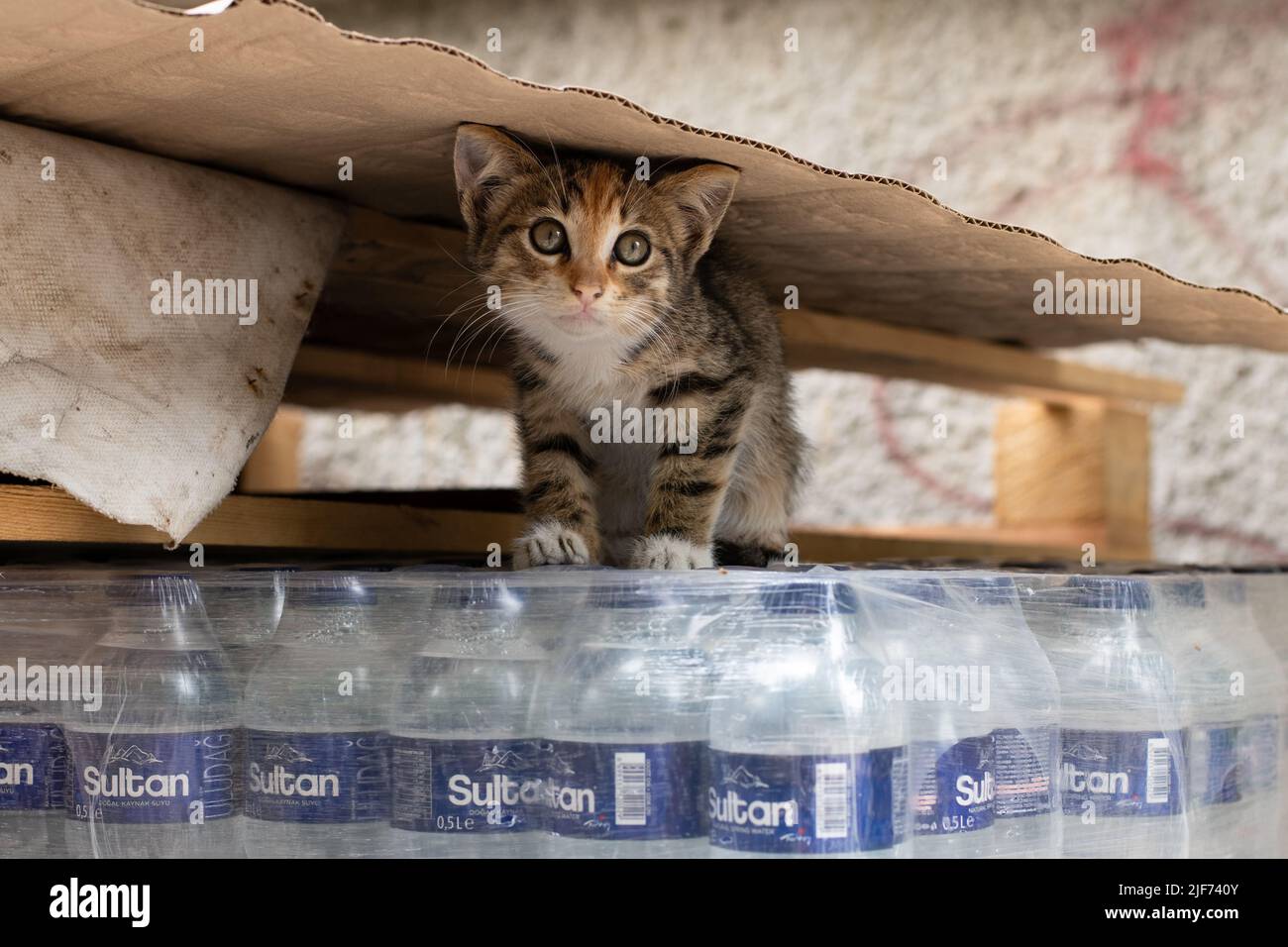 Istanbul Street Cat - gattino randagio a Istanbul, Turchia Foto Stock