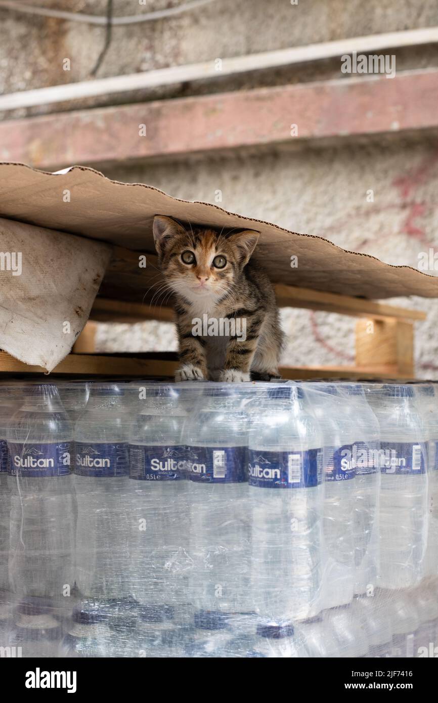 Istanbul Street Cat - gattino randagio a Istanbul, Turchia Foto Stock