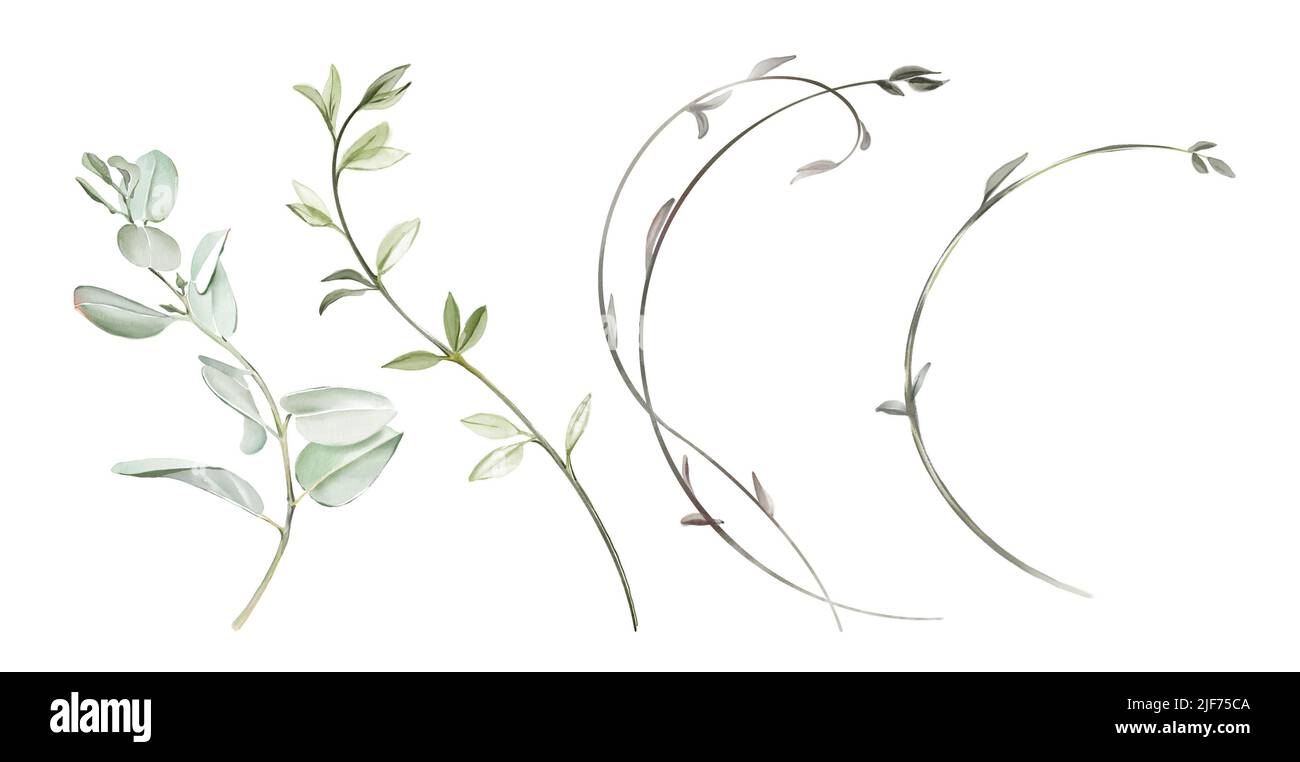 Set di rami di acquerello. Forme curve e rotonde. Grande collezione di illustrazioni botaniche dipinte a mano isolate su bianco. Astratto trasparente Foto Stock