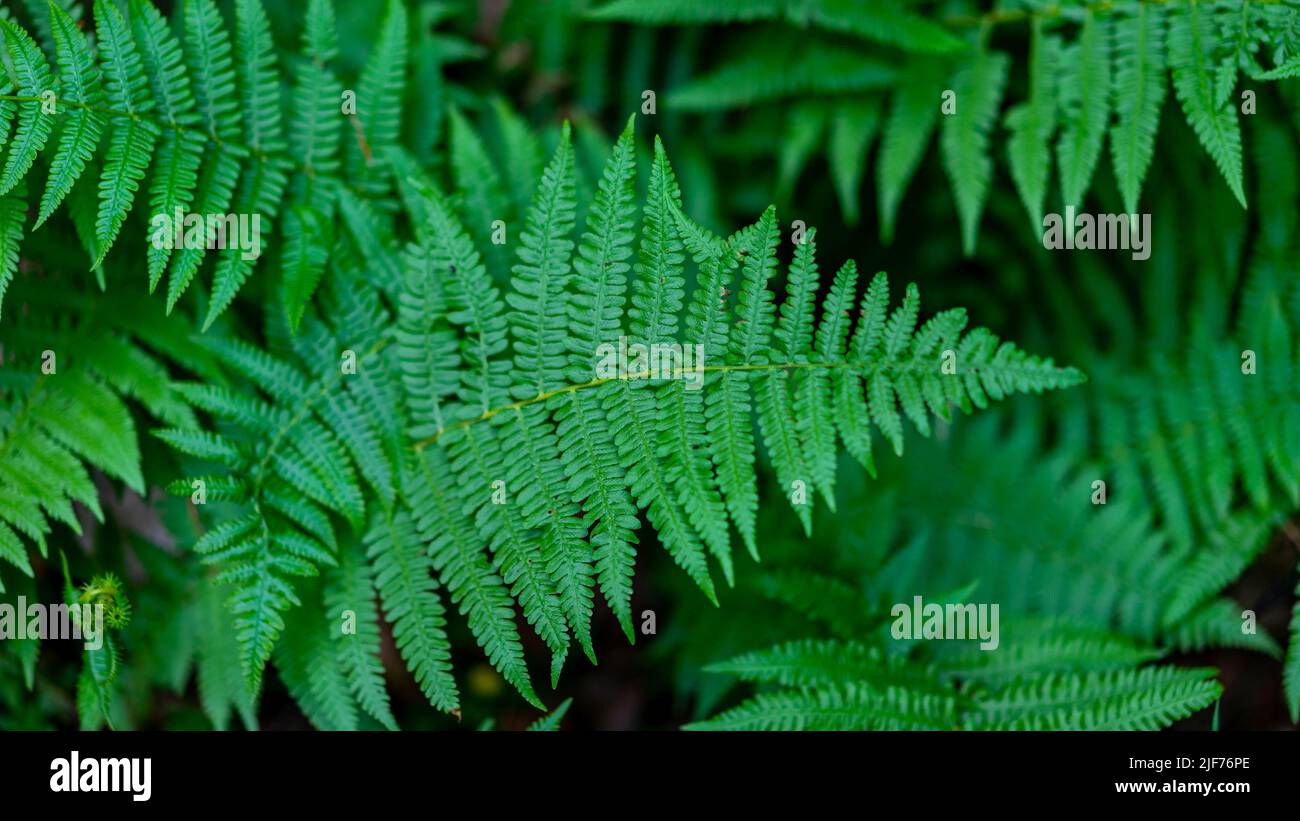 Il felce verde lascia lo sfondo texture, colore verde scuro Foto Stock