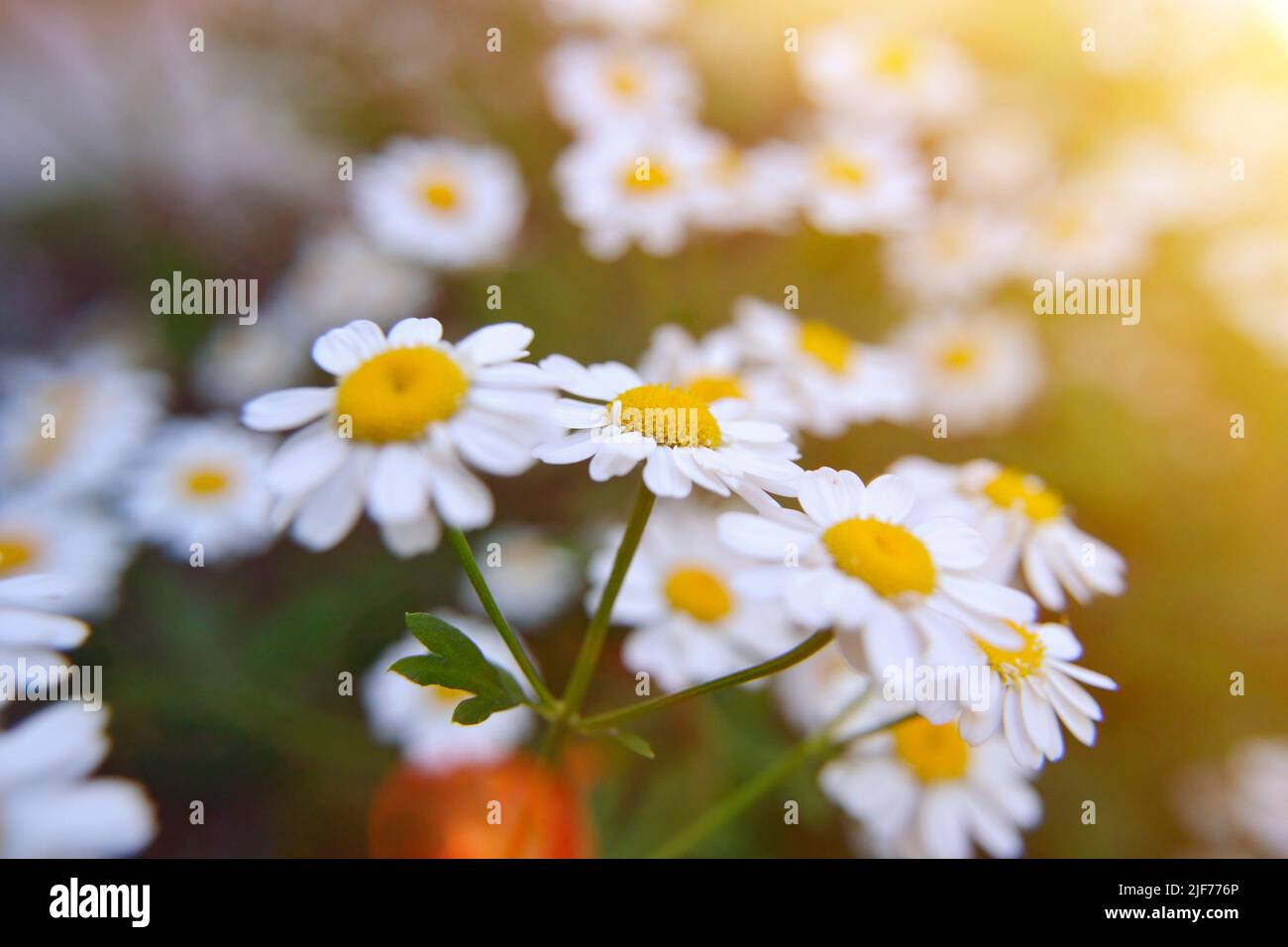 Campo di camomiles al sole giorno d'estate nella natura. Bella composizione di margherite bianche. Sfondo naturale floreale, primo piano, messa a fuoco morbida. Medicina Foto Stock
