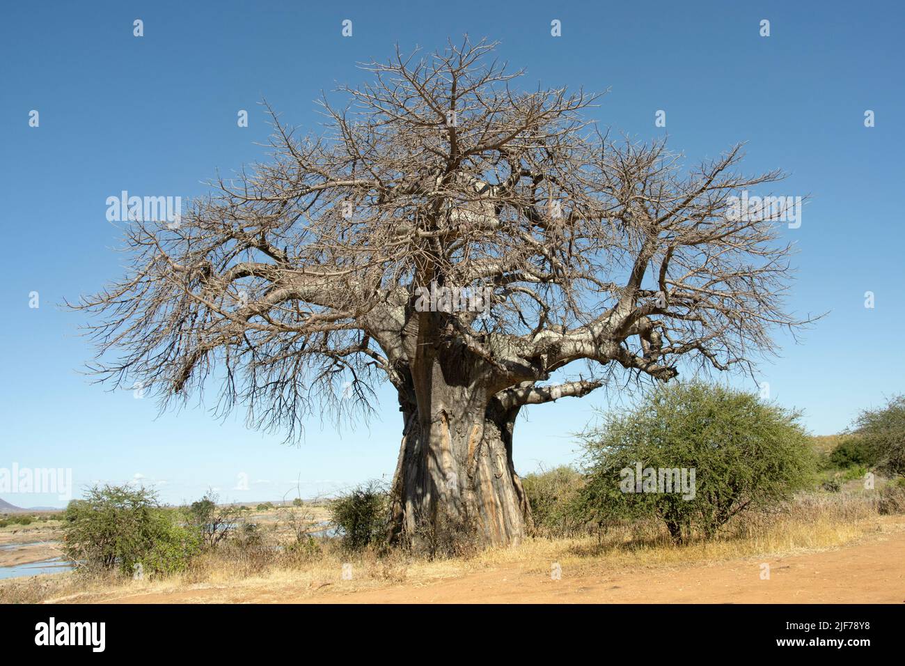Un grande e spettacolare Baobab cresce sulle rive del Grande fiume Ruaha. Questo popolare punto di vista ha una vista ampia lungo il fiume Foto Stock