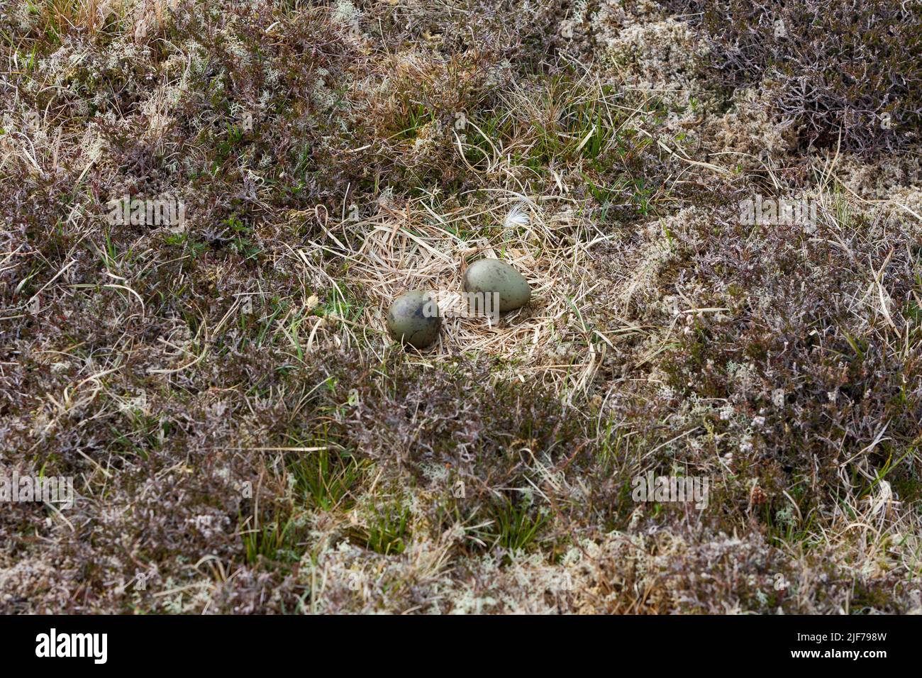 Artico skua Stercorarius parassiticus, nidificare con uova, Fetlar, Isole Shetland, Scozia, Regno Unito, giugno Foto Stock