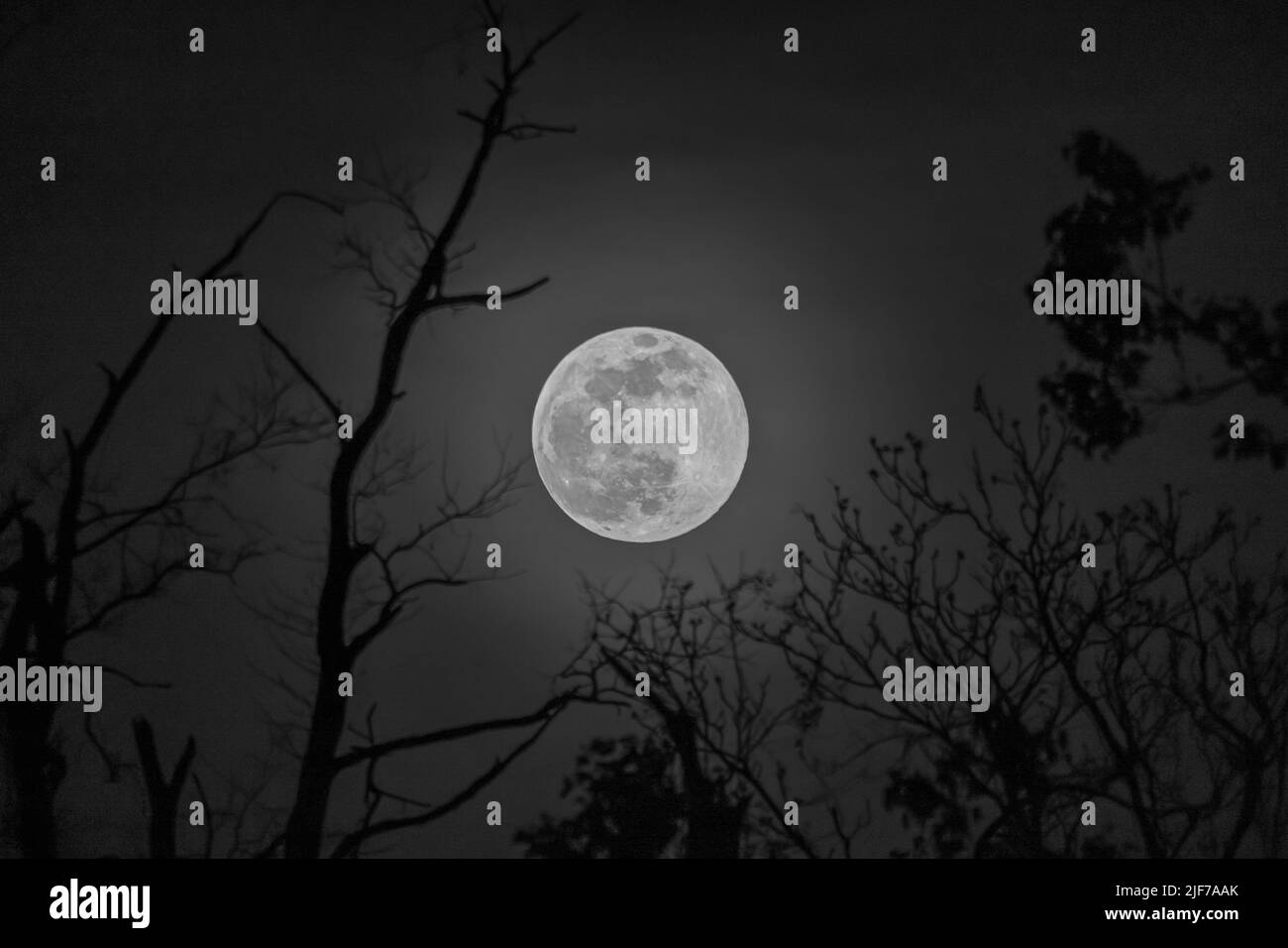 Un primo colpo della luna piena di notte con rametti di alberi intorno Foto Stock