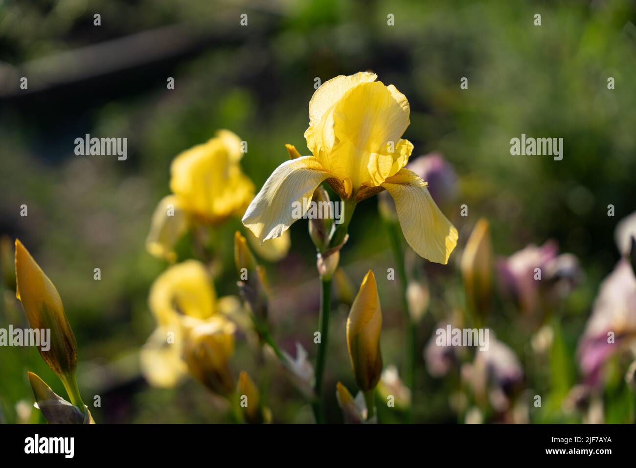 Fiore giallo iride. Foto di alta qualità Foto Stock