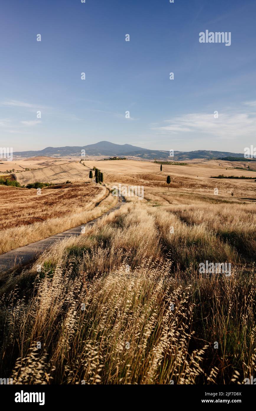 Toscana, paesaggio estivo, campi d'oro. Italia Foto Stock