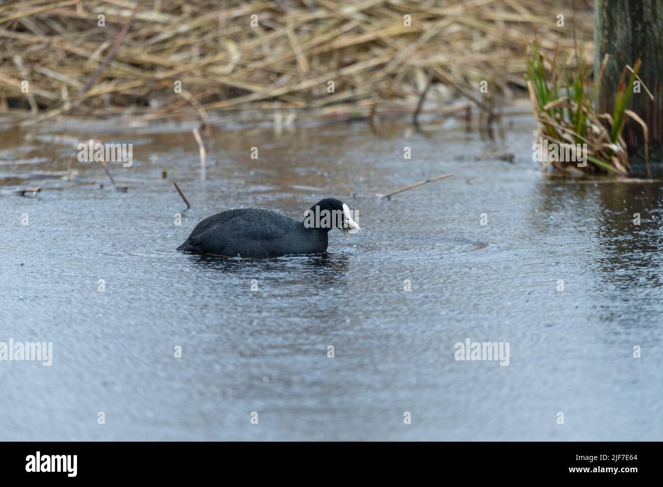 Coot eurasiatico Fulica atra, nutrimento di piante acquatiche, Westhay, Somerset, Regno Unito, febbraio Foto Stock