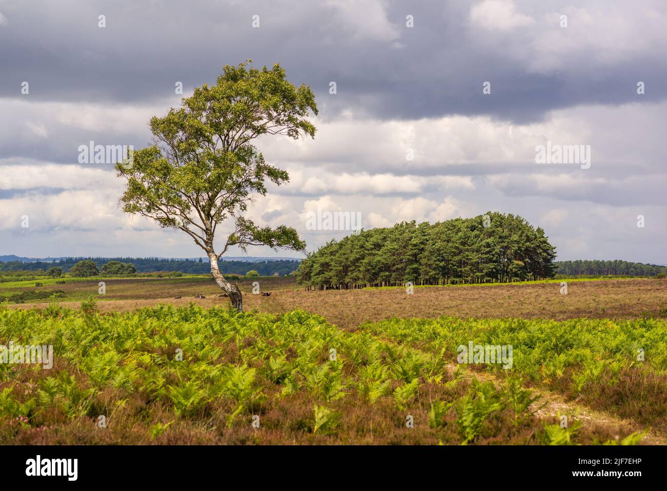 New Forest paesaggio heathland in estate, Hampshire, Regno Unito Foto Stock