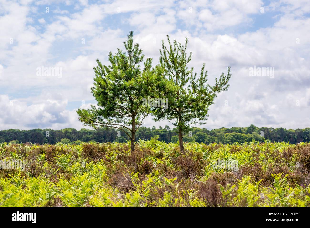 Due giovani alberi di abete che crescono in brughiera in estate, Hampshire, Regno Unito Foto Stock