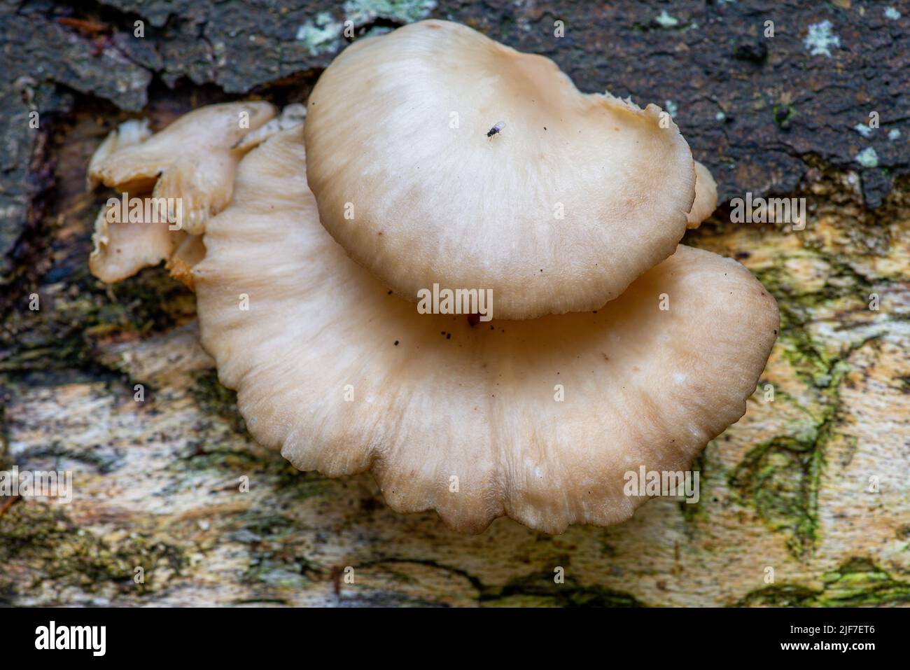 Betulla Poliporo marrone fungo albero su decaying argento betulla. Foto Stock