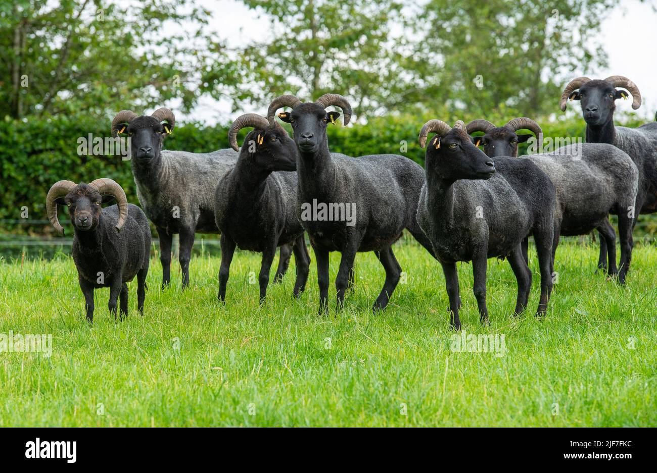 Preston, Lancashire, Regno Unito. 30th giugno 2022. Un ariete Ouessant (a sinistra), in una fattoria nei pressi di Preston, Lancashire, Sembra una mini versione dei suoi membri del gregge Ebrideo, ma è una rara razza di pecore del patrimonio originario dell'isola di Ouessant in Bretagna con il loro status di la più piccola razza naturale di pecore nel mondo con i montoni in piedi a 49 cm al spalla. Credit: John Eveson/Alamy Live News Foto Stock