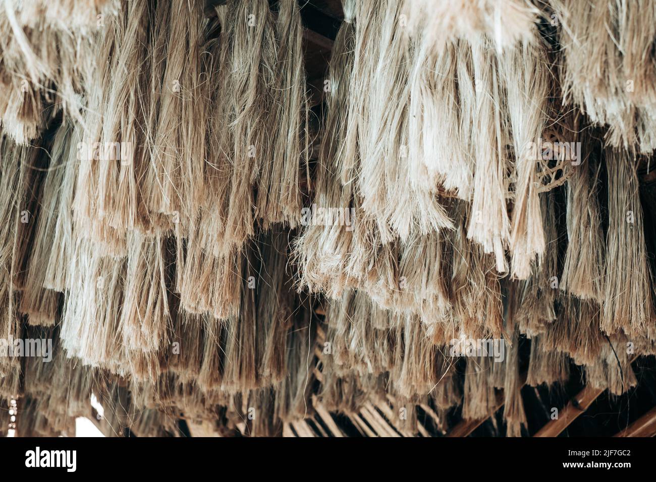 Serie di fibre di piante Abaca appese, una fibra di foglie naturali, chiamata anche canapa di Manila o Musa textilis da albero di Banana frondosi nativo di Philipines. R Foto Stock