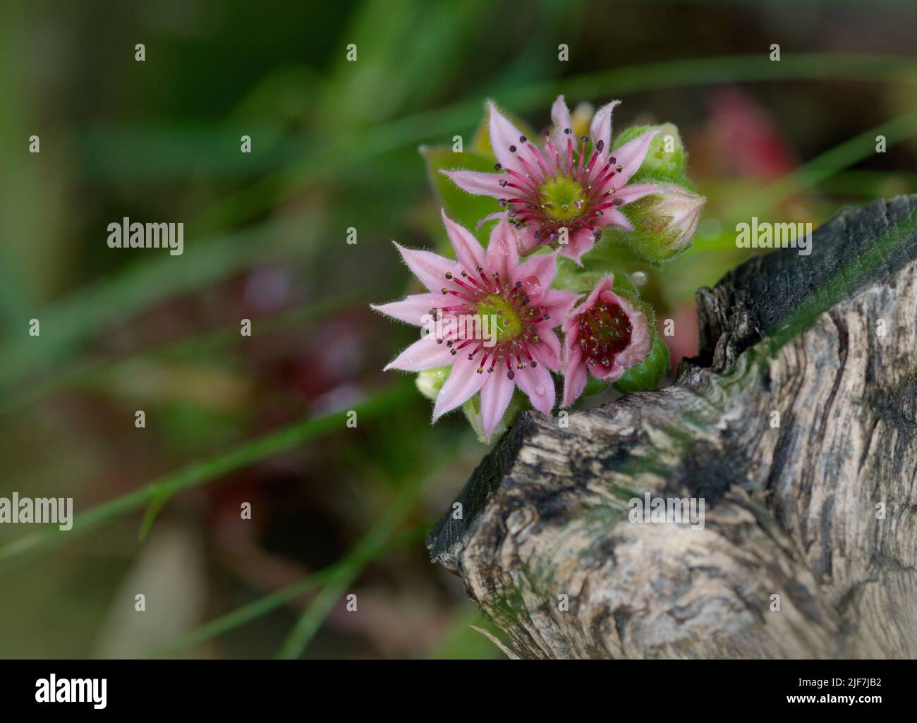 Macro fotografia di un fiore di pietra in estate Foto Stock