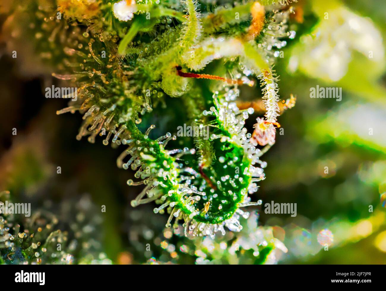 Cannabis - ceppo Royal Gorilla - Extreme Macro Foto Stock