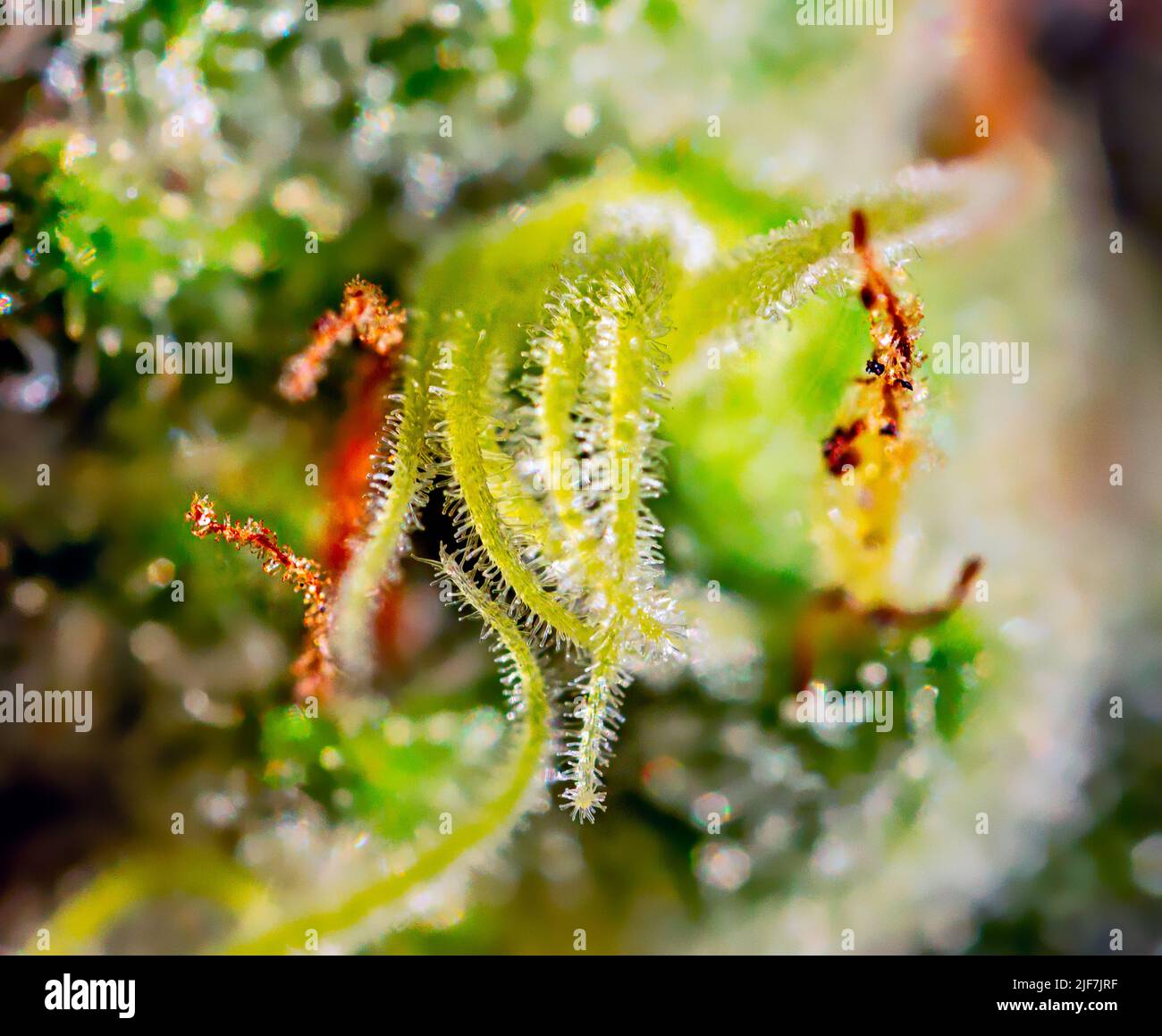 Cannabis - ceppo Royal Gorilla - Extreme Macro Foto Stock