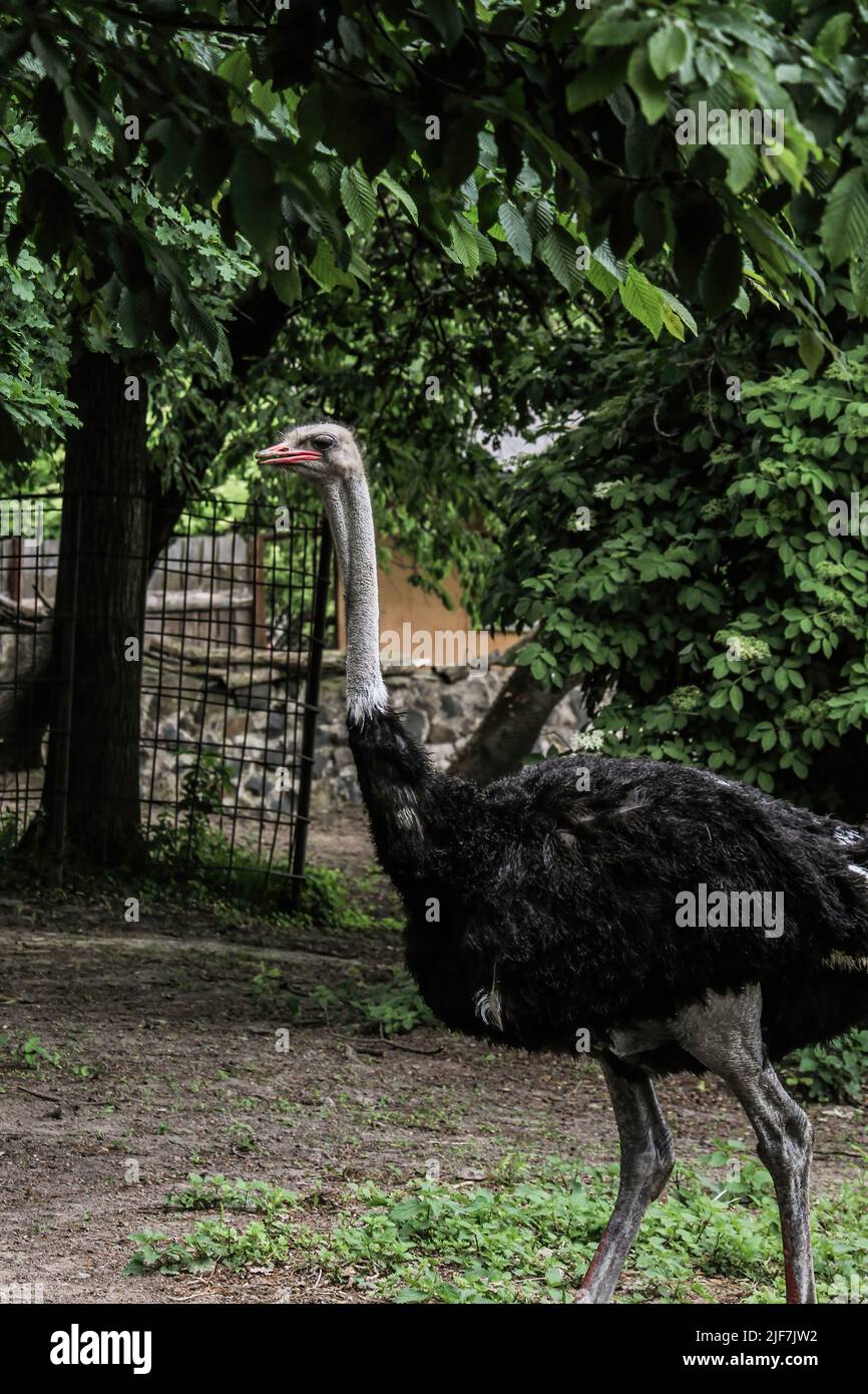 Struzzo africano con piume nere che cammina in erba alta Foto Stock