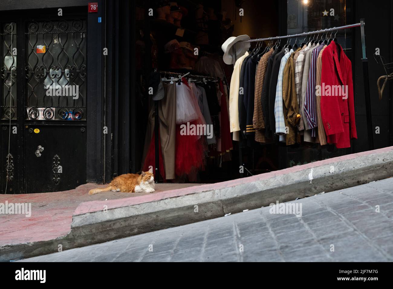 Istanbul gatto randagio fuori negozio di abbigliamento, Istanbul, Turchia Foto Stock