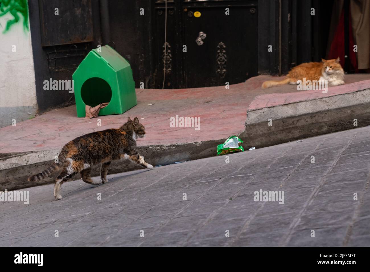 Gatti randagi Istanbul Turchia Foto Stock