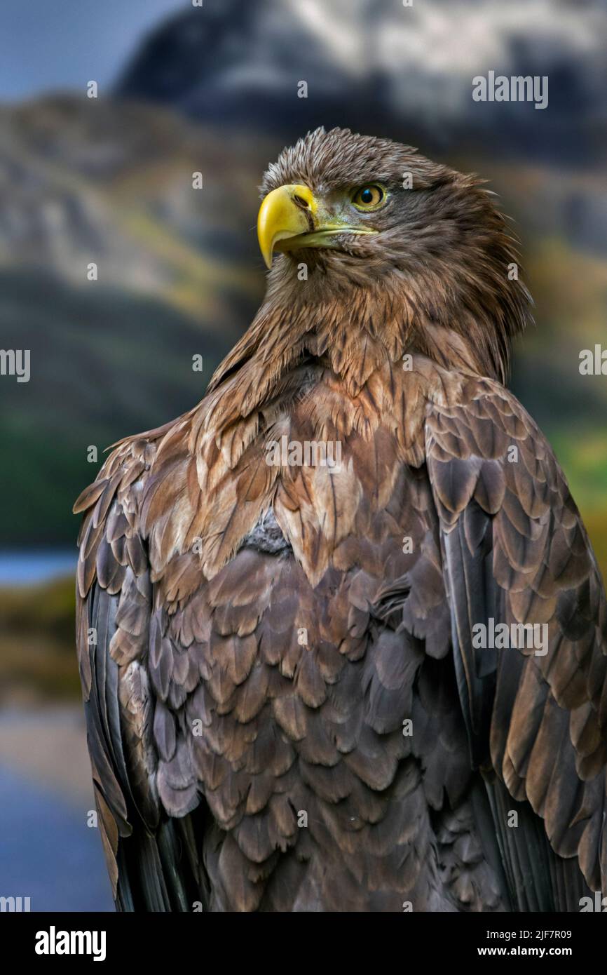 Aquila dalla coda bianca / aquila dal mare dalla coda bianca (Haliaeetus albicilla) ritratto da vicino Foto Stock