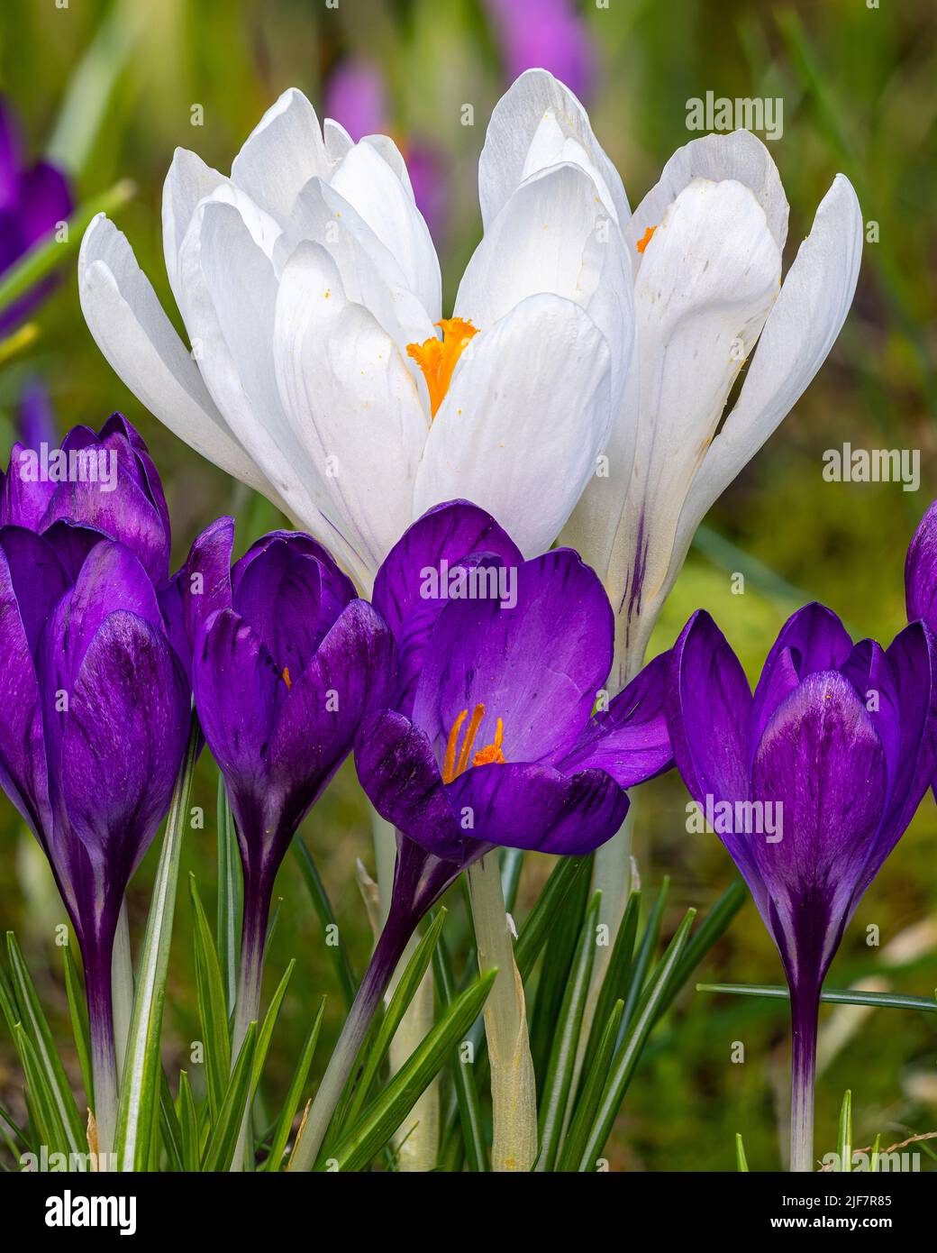 Crocus vernus 'Jeanne d`Arc' ai Giardini di Aberglasney Foto Stock