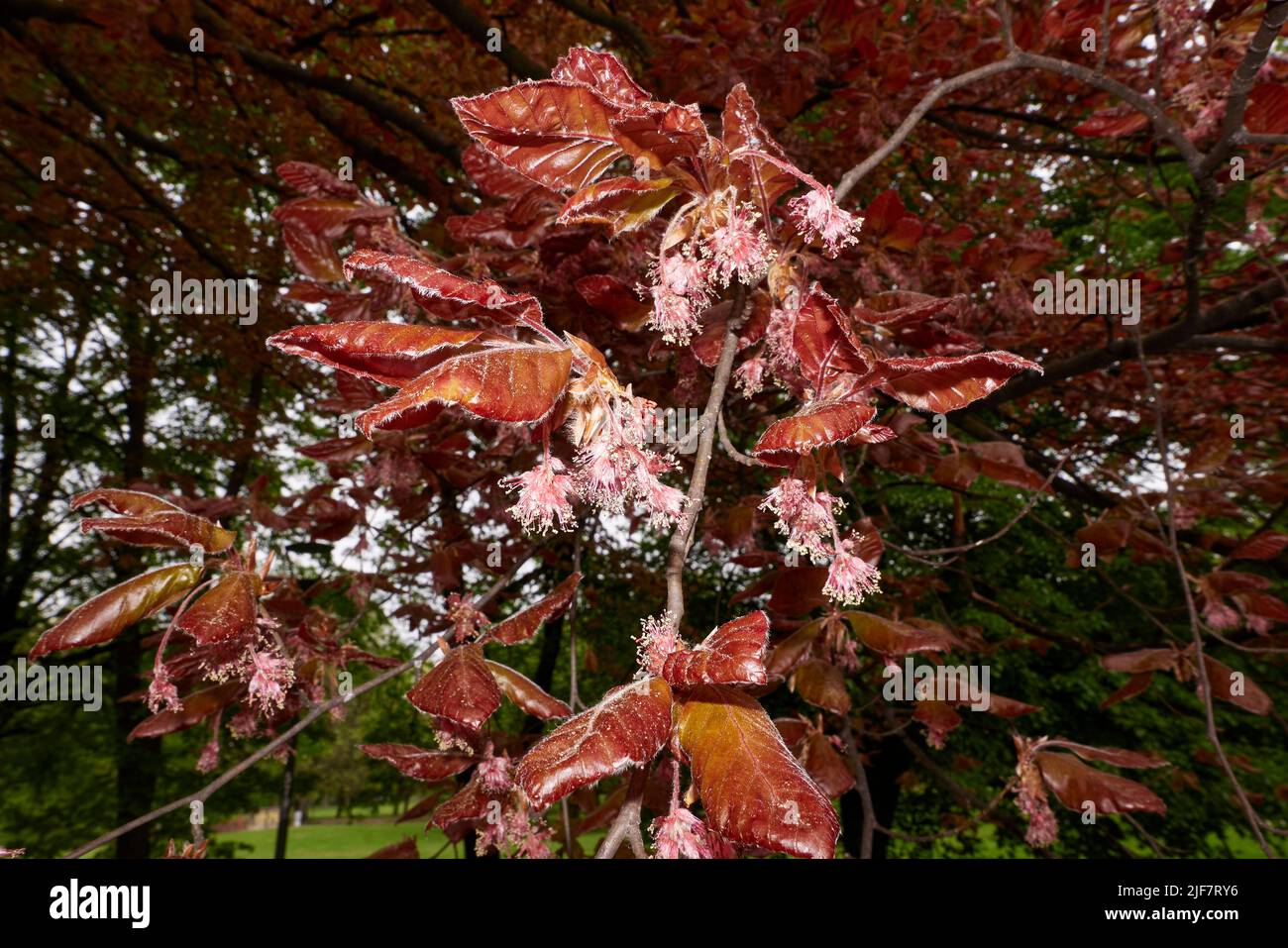 Fagus silvatica purpurea albero in fiore Foto Stock