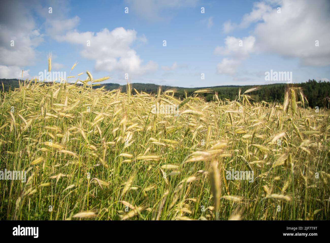 Campo di segale (Secale cereale) Foto Stock
