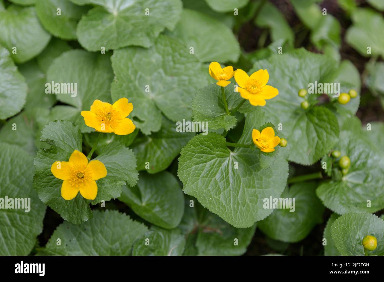 Un fiore di caltha palustris, noto come marsh-marigold, è una pianta erbacea perenne di piccole e medie dimensioni della famiglia delle farfalle, originaria delle paludi, f Foto Stock
