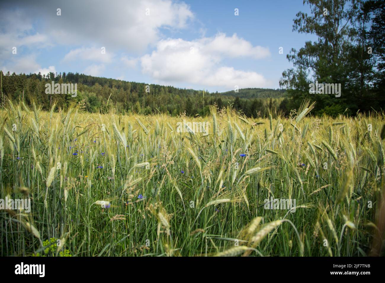 Campo di segale (Secale cereale) Foto Stock