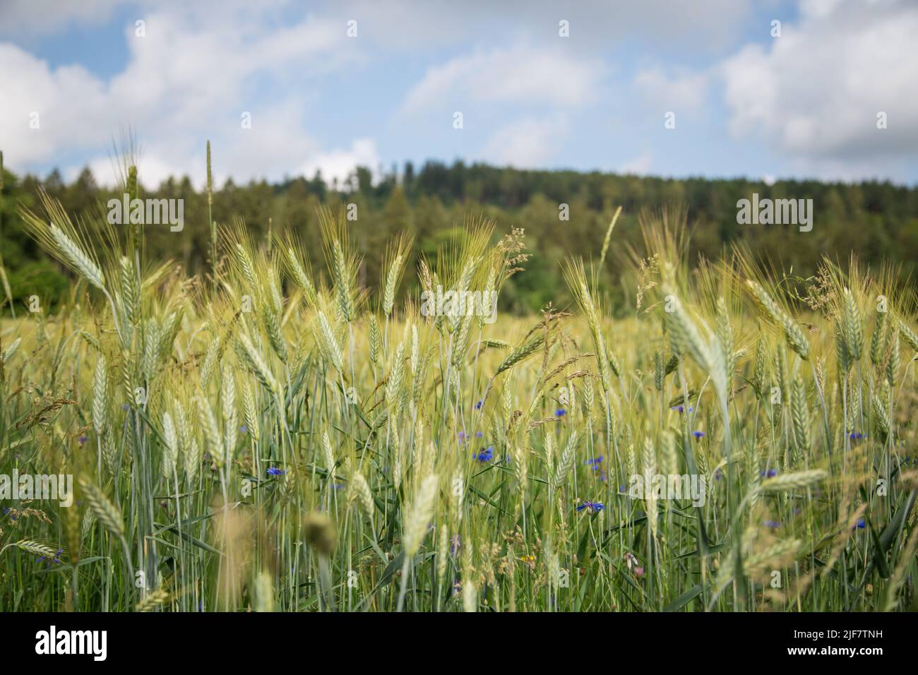 Campo di segale (Secale cereale) Foto Stock